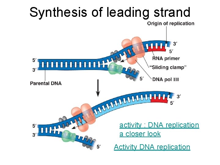 Synthesis of leading strand activity : DNA replication a closer look Activity DNA replication