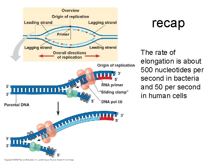 recap The rate of elongation is about 500 nucleotides per second in bacteria and