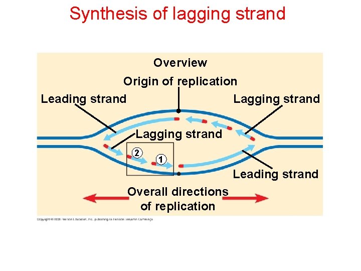 Synthesis of lagging strand Overview Origin of replication Leading strand Lagging strand 2 1