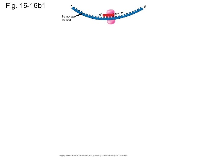 Fig. 16 -16 b 1 3 Template strand 5 5 3 