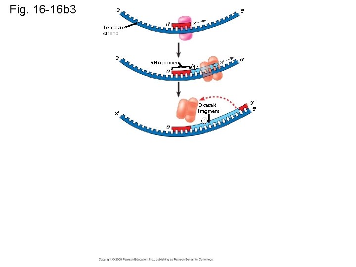 Fig. 16 -16 b 3 3 Template strand 3 5 5 RNA primer 5