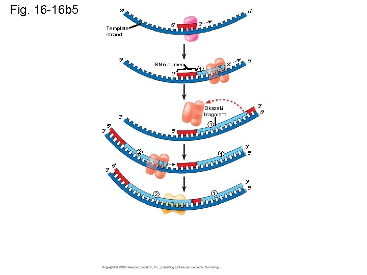 Fig. 16 -16 b 5 3 5 5 Template strand 3 RNA primer 5
