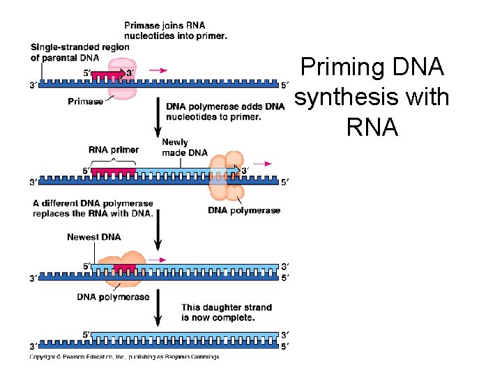 Priming DNA synthesis with RNA 