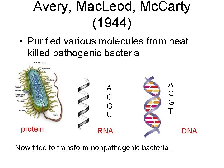 Avery, Mac. Leod, Mc. Carty (1944) • Purified various molecules from heat killed pathogenic