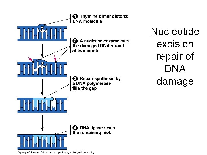 Nucleotide excision repair of DNA damage 