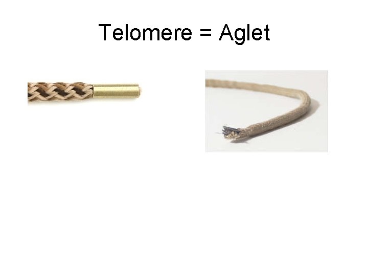 Telomere = Aglet 