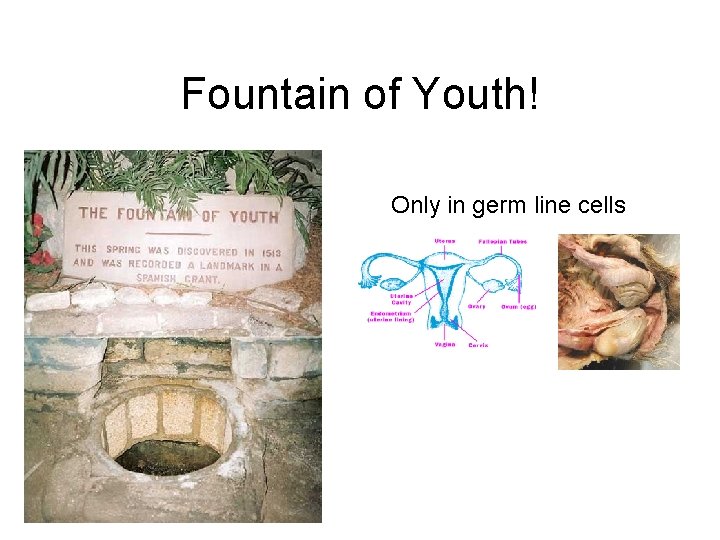 Fountain of Youth! Only in germ line cells 