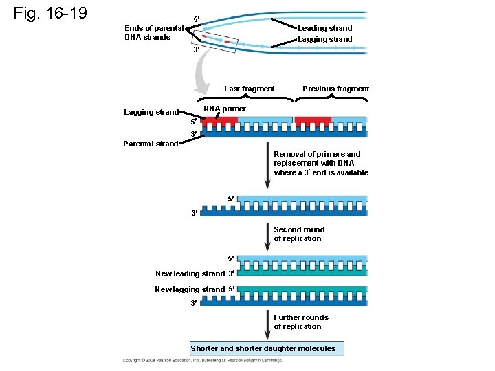 Fig. 16 -19 5 Ends of parental DNA strands Leading strand Lagging strand 3