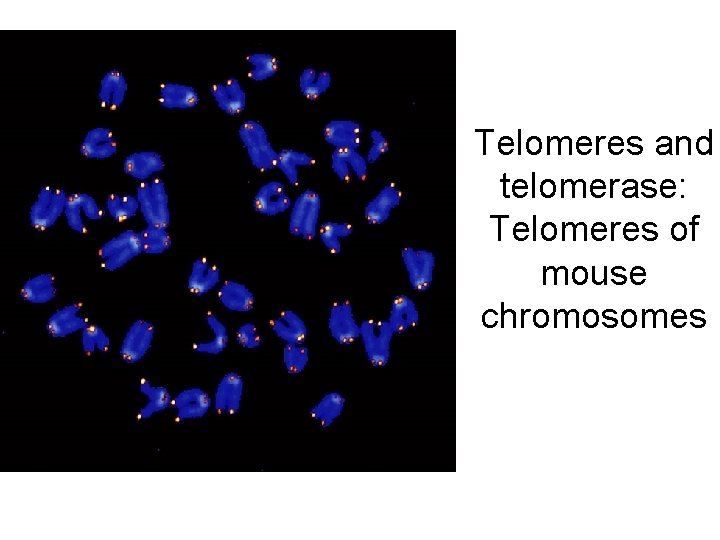 Telomeres and telomerase: Telomeres of mouse chromosomes 