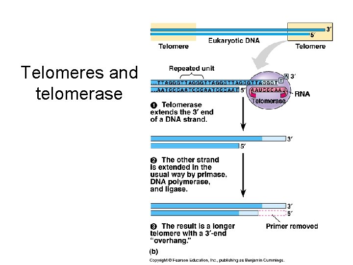 Telomeres and telomerase 