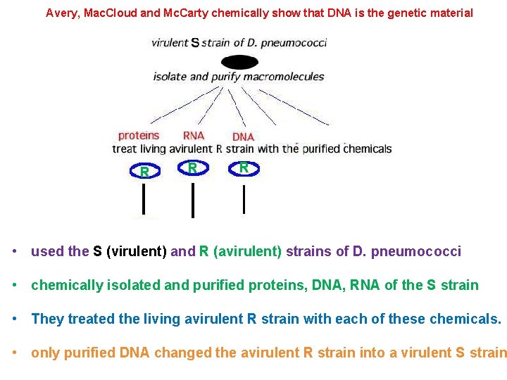 Avery, Mac. Cloud and Mc. Carty chemically show that DNA is the genetic material