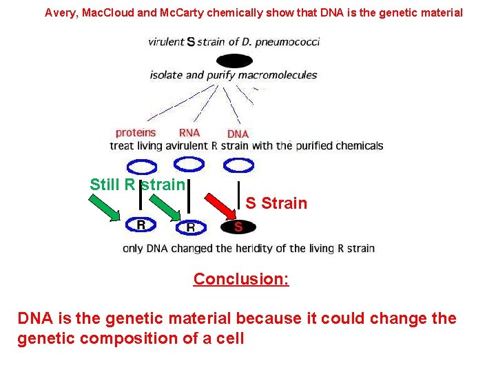 Avery, Mac. Cloud and Mc. Carty chemically show that DNA is the genetic material