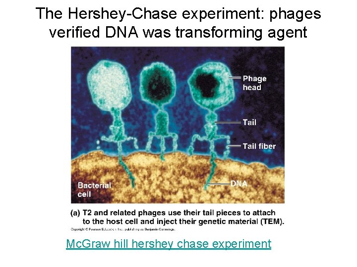 The Hershey-Chase experiment: phages verified DNA was transforming agent Mc. Graw hill hershey chase
