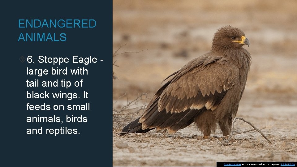 ENDANGERED ANIMALS 6. Steppe Eagle large bird with tail and tip of black wings.