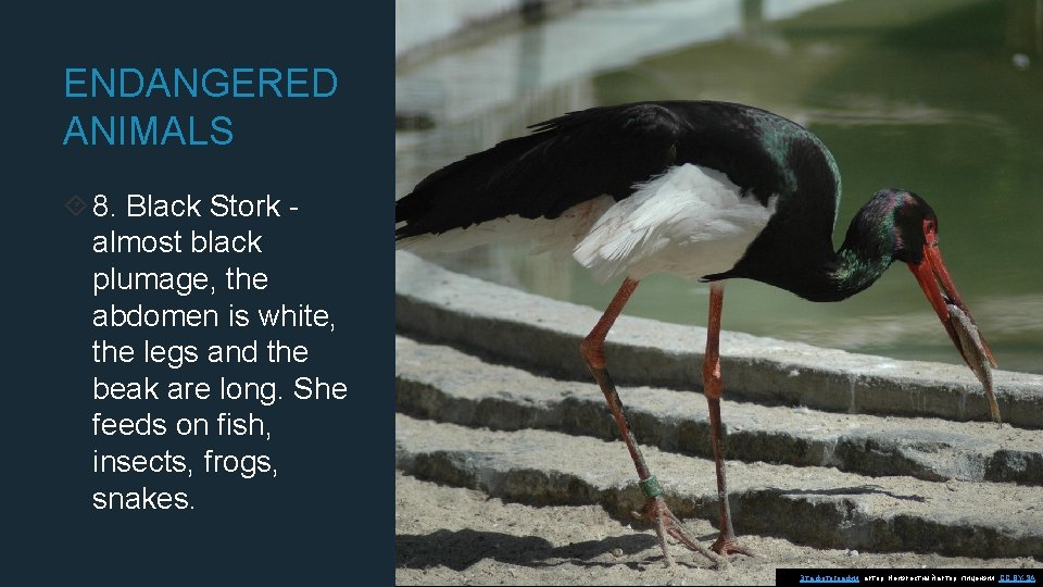 ENDANGERED ANIMALS 8. Black Stork almost black plumage, the abdomen is white, the legs