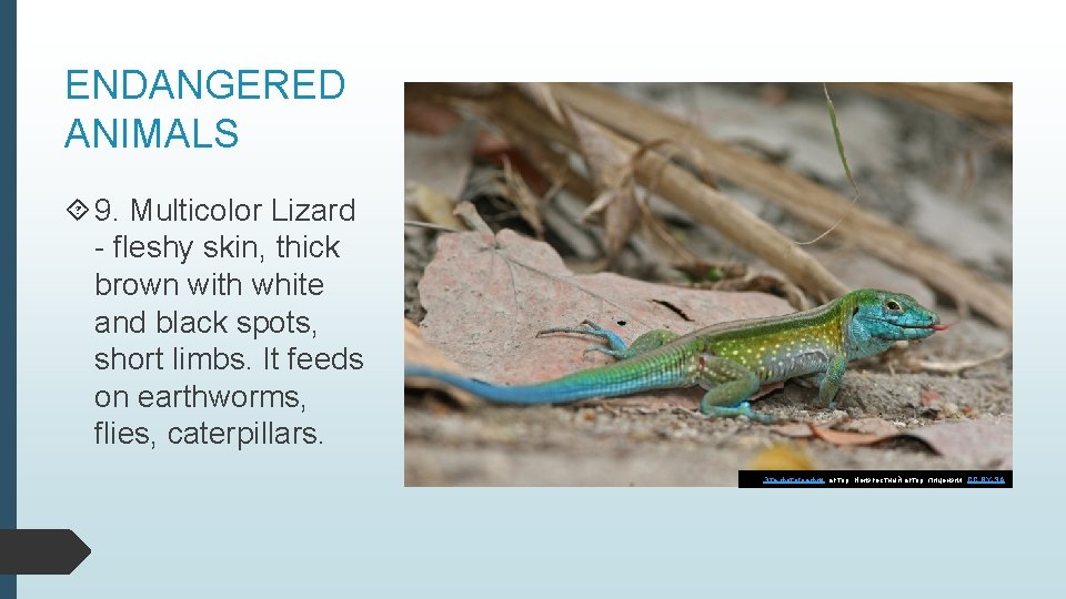 ENDANGERED ANIMALS 9. Multicolor Lizard - fleshy skin, thick brown with white and black