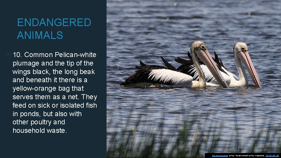 ENDANGERED ANIMALS 10. Common Pelican-white plumage and the tip of the wings black, the