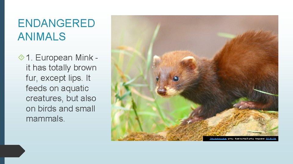 ENDANGERED ANIMALS 1. European Mink it has totally brown fur, except lips. It feeds