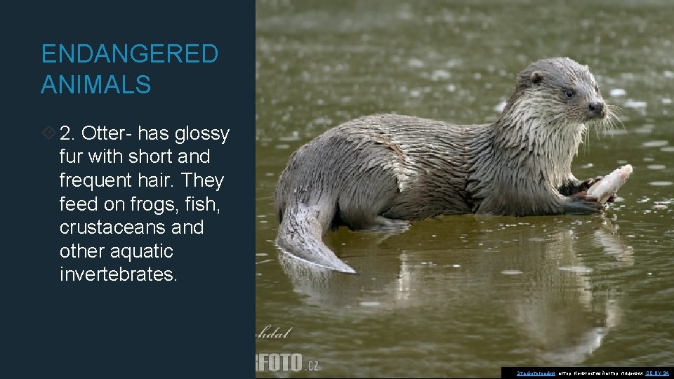 ENDANGERED ANIMALS 2. Otter- has glossy fur with short and frequent hair. They feed