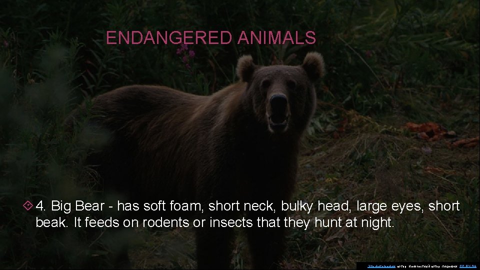 ENDANGERED ANIMALS 4. Big Bear - has soft foam, short neck, bulky head, large