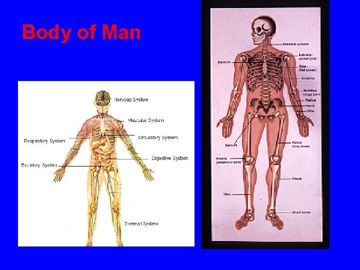 Body of Man 