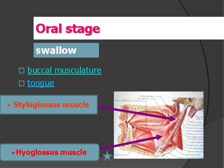 Oral stage swallow buccal musculature � tongue � ª Styloglossus muscle ªHyoglossus muscle 