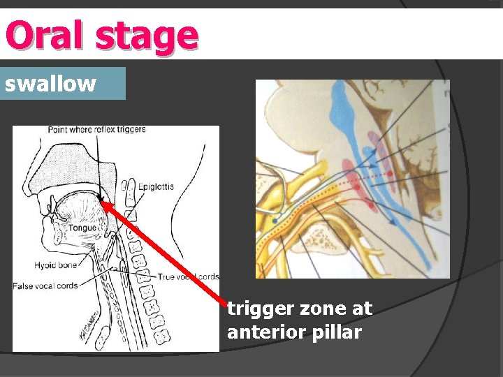 Oral stage swallow trigger zone at anterior pillar 