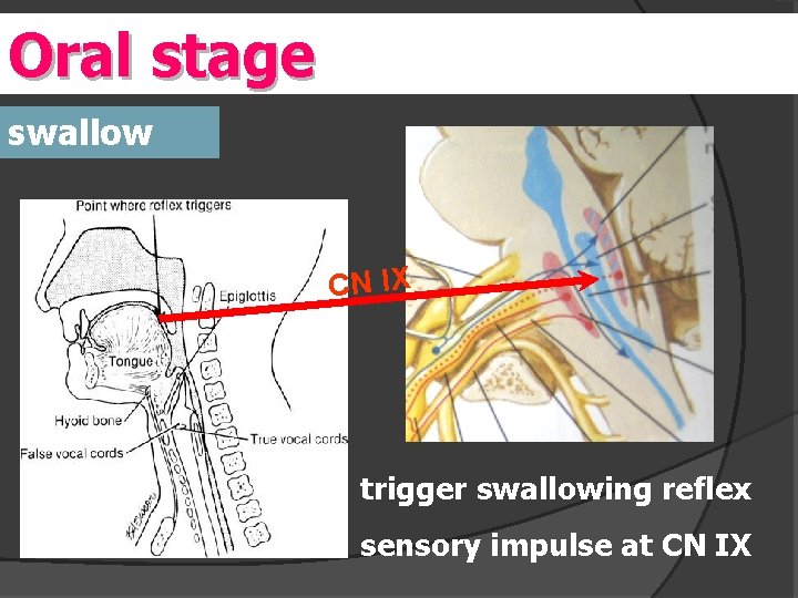 Oral stage ri swallow CN IX trigger swallowing reflex sensory impulse at CN IX