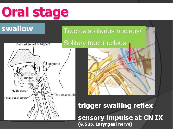 Oral stage swallow Tractus solitarius nucleus/ Solitary tract nucleus trigger swalling reflex sensory impulse
