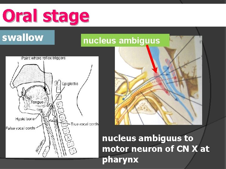Oral stage swallow nucleus ambiguus to motor neuron of CN X at pharynx 