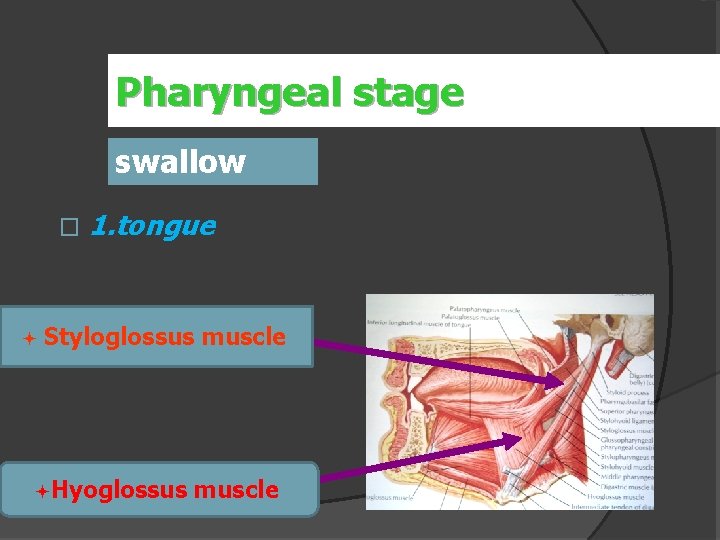 Pharyngeal stage swallow � ª 1. tongue Styloglossus muscle ªHyoglossus muscle 