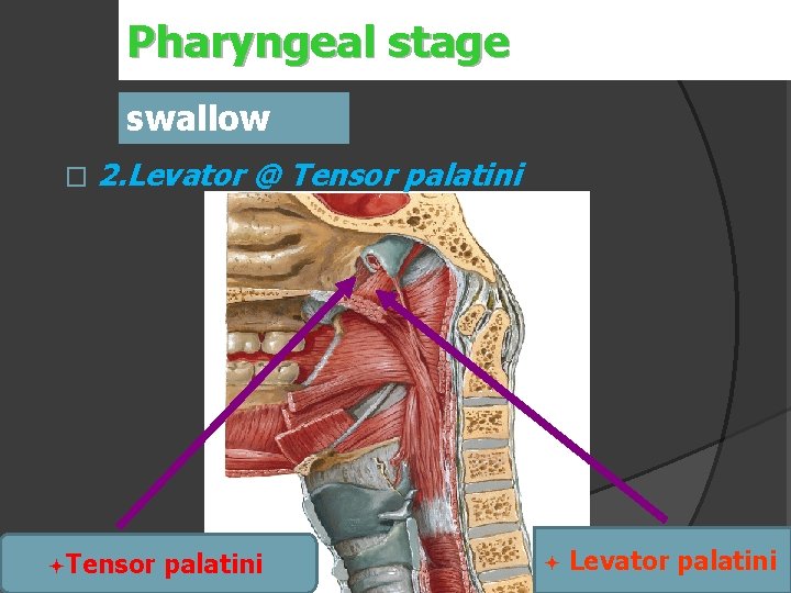 Pharyngeal stage swallow � 2. Levator @ Tensor palatini ª Levator palatini 