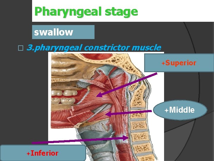 Pharyngeal stage swallow � 3. pharyngeal constrictor muscle ªSuperior ªMiddle ªInferior 