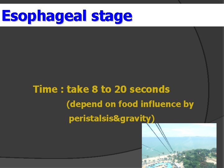 Esophageal stage er Time : take 8 to 20 seconds (depend on food influence
