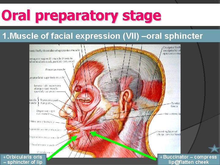 Oral preparatory stage 1. Muscle of facial expression (VII) –oral sphincter ªOrbicularis oris –