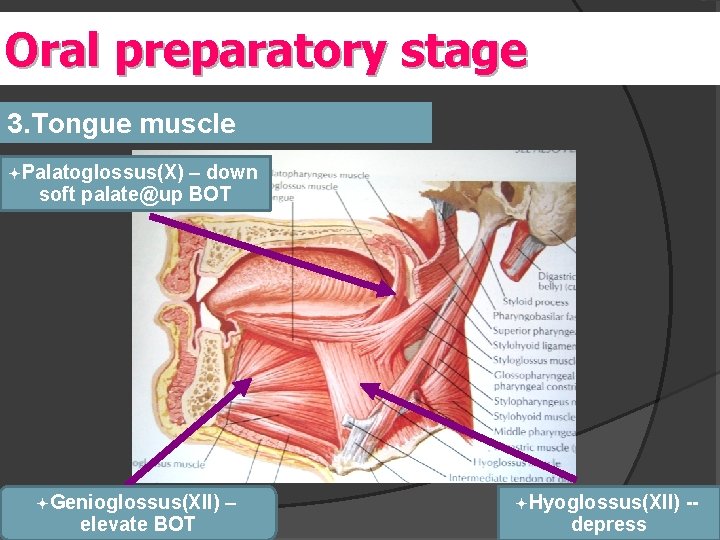 Oral y preparatory stage 3. Tongue muscle ªPalatoglossus(X) – down soft palate@up BOT ªGenioglossus(XII)