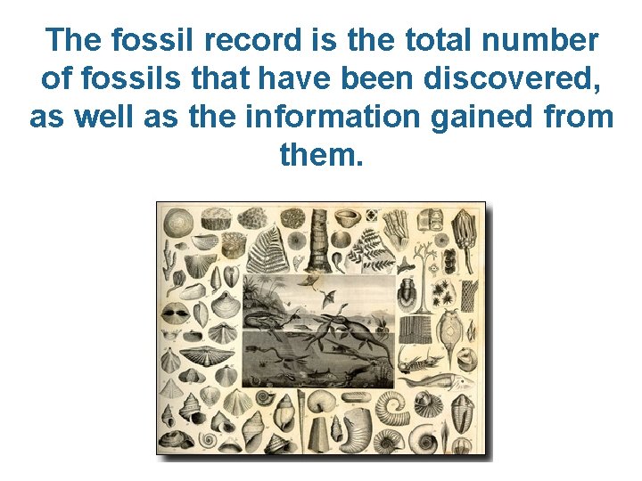The fossil record is the total number of fossils that have been discovered, as