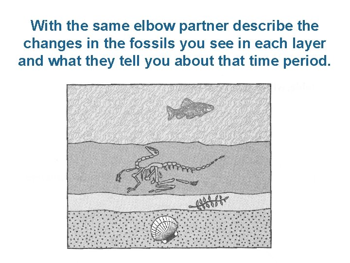 With the same elbow partner describe the changes in the fossils you see in