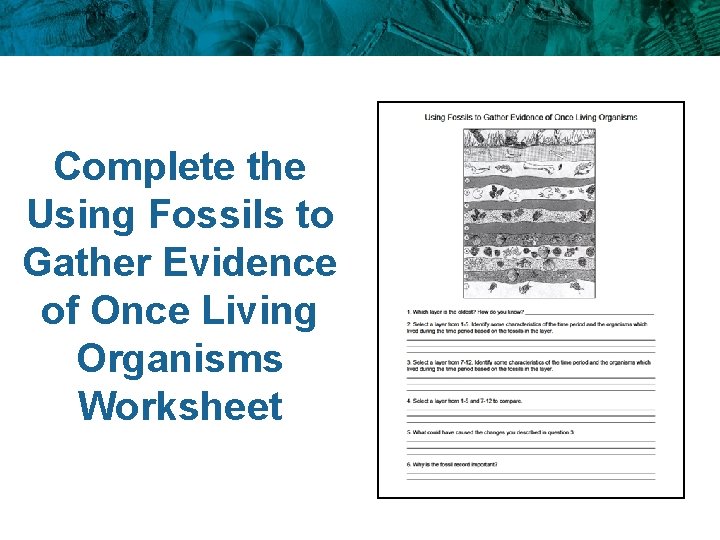 Complete the Using Fossils to Gather Evidence of Once Living Organisms Worksheet 