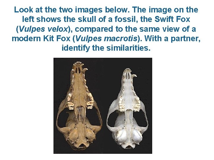 Look at the two images below. The image on the left shows the skull