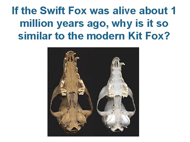 If the Swift Fox was alive about 1 million years ago, why is it