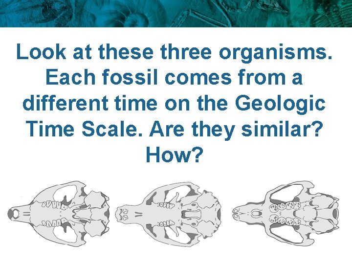 Look at these three organisms. Each fossil comes from a different time on the