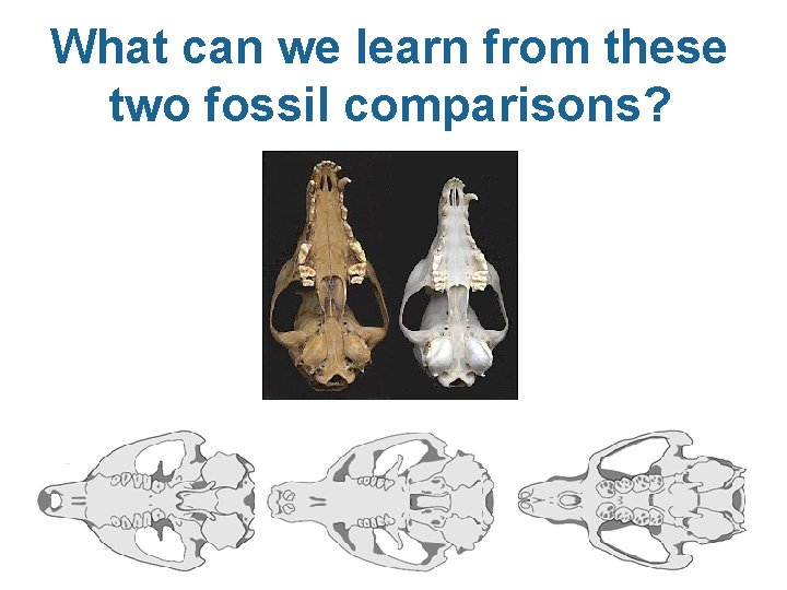 What can we learn from these two fossil comparisons? 