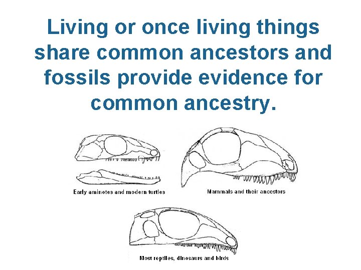 Living or once living things share common ancestors and fossils provide evidence for common