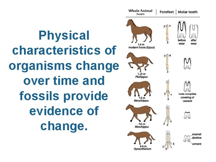 Physical characteristics of organisms change over time and fossils provide evidence of change. 