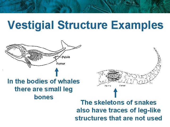 Vestigial Structure Examples In the bodies of whales there are small leg bones The