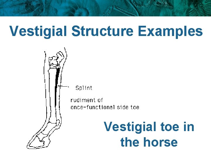 Vestigial Structure Examples Vestigial toe in the horse 