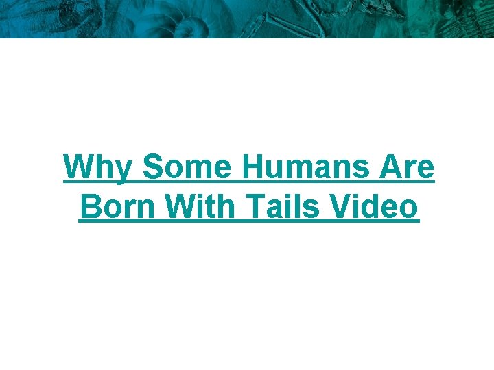 Why Some Humans Are Born With Tails Video 