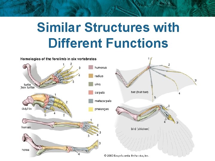 Similar Structures with Different Functions 