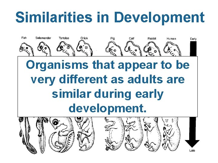 Similarities in Development Organisms that appear to be very different as adults are similar